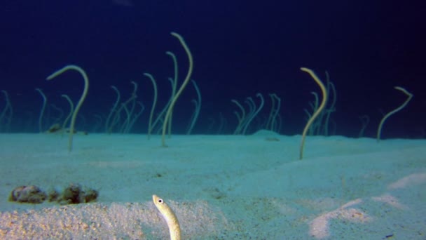 Bajo el agua hermosa jardín anguilas — Vídeo de stock