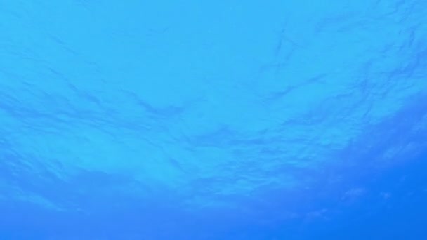 Blaue Meereswellen unter Wasser — Stockvideo
