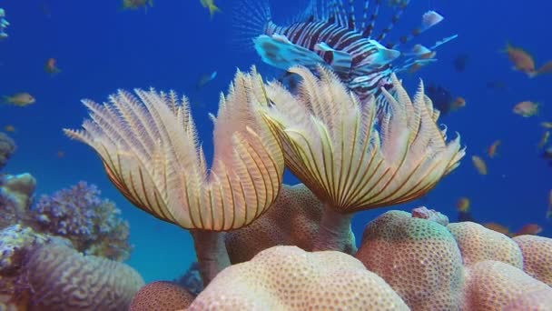 Підводні дивовижні м'які коралові трубки черв'як — стокове відео