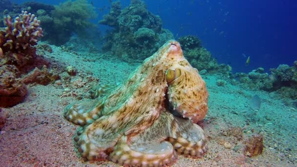 Underwater Big Red Octopus — Stock Video