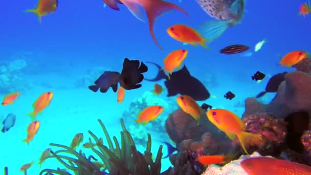 Underwater Colorful Tropical Fishes and Porcupine Fish — Stock Video