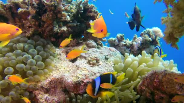 Peixes tropicais coloridos subaquáticos com peixes-palhaço — Vídeo de Stock