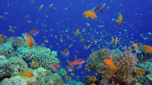 Arrecife submarino de coral marino — Vídeo de stock