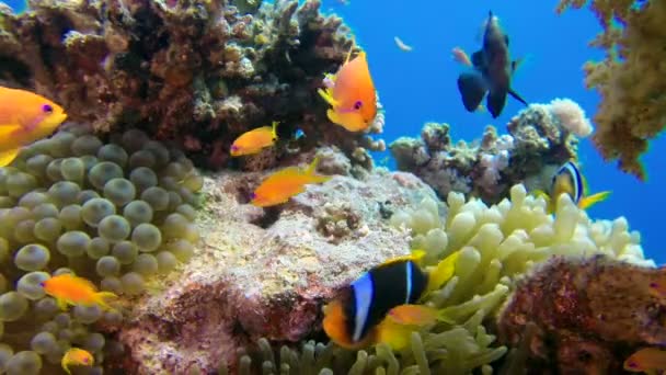 Peixes tropicais coloridos subaquáticos com peixes-palhaço — Vídeo de Stock