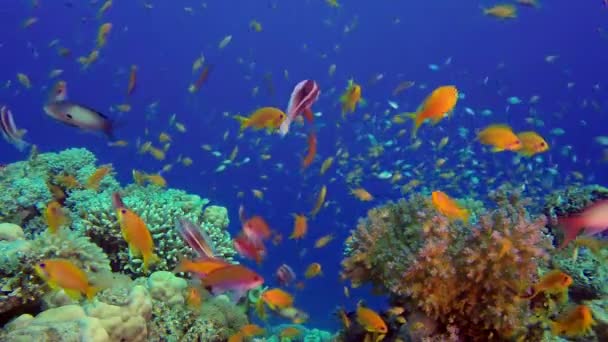 Arrecife submarino de coral marino — Vídeos de Stock