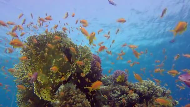 Arrecife submarino de coral marino — Vídeo de stock