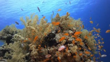 Güzel Sualtı Renkli Yaşam