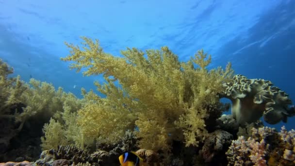 Hermoso coral suave y peces payaso — Vídeo de stock