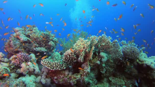 Hermoso jardín marino de pescado — Vídeo de stock