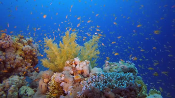 Bonito jardim de coral tropical — Vídeo de Stock