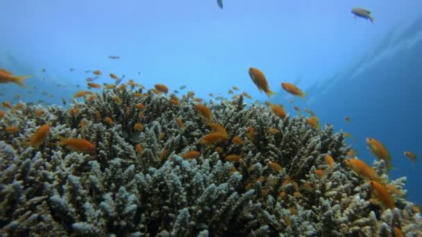 Прекрасне підводне барвисте життя — стокове відео