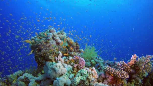 Belle vie sous-marine colorée — Video