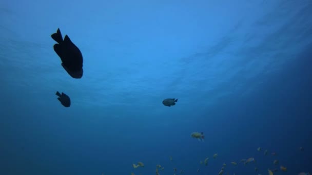 Blue Sea Damselfish and Scalefin Fish — Stock Video