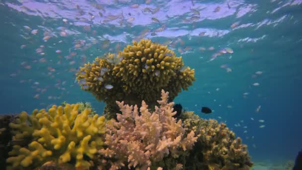 Blaue grüne Fische und Meereswellen — Stockvideo