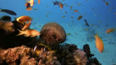 Palyaço balığı ve Tropikal Balık