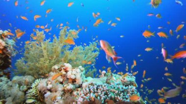 Renkli Ambience Balık