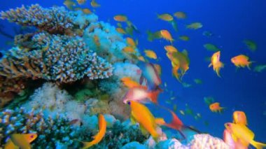 Renkli Mercanlar ve Balıklar