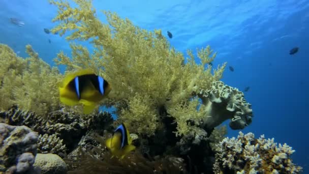 Peces payaso y coloridos corales — Vídeo de stock