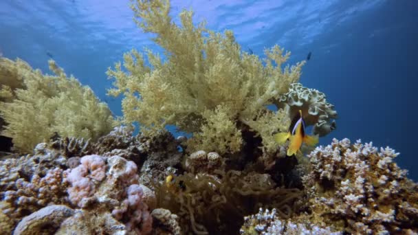 Clownfish e bellissimo corallo morbido — Video Stock