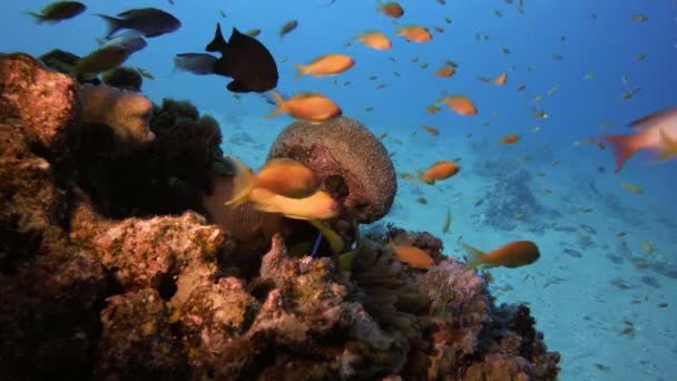 Clownfish en gele staart paars zeil-fin — Stockvideo