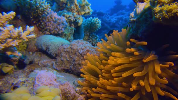 Colorful Clownfish — Stock Video