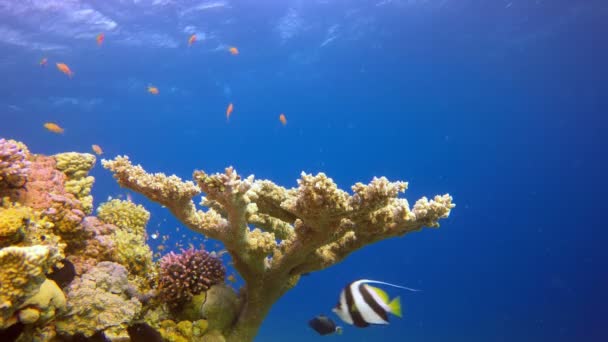 Красочный коралловый риф — стоковое видео
