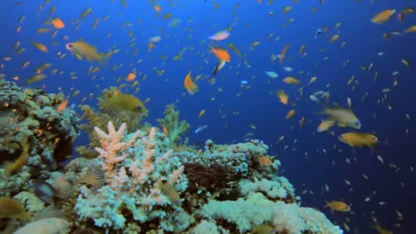 Arrecife de coral colorido — Vídeo de stock