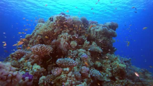 Renkli mercan resif — Stok video
