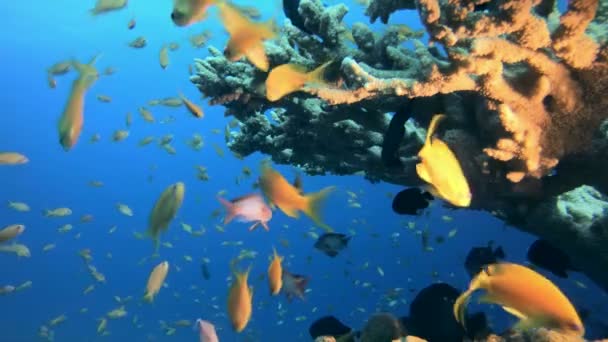 Peixe colorido e coral duro — Vídeo de Stock