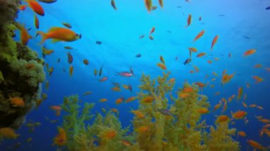 Renkli Sualtı Balık ve Yumuşak Mercan