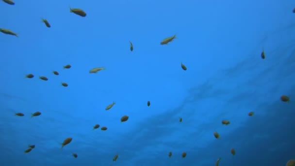 Bunte Fische blauen Hintergrund — Stockvideo