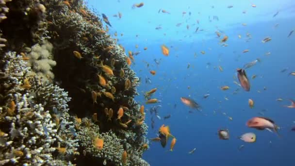 五颜六色的珊瑚礁场景 — 图库视频影像