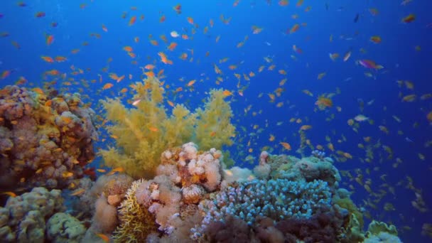 五颜六色的鱼和软花椰菜珊瑚 — 图库视频影像