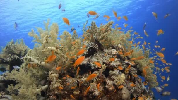 Barvité ryby a měkké korály — Stock video