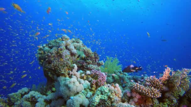 Scena colorata della barriera corallina — Video Stock