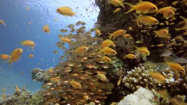 Πολύχρωμο τροπικό γυαλί ψάρια — Αρχείο Βίντεο