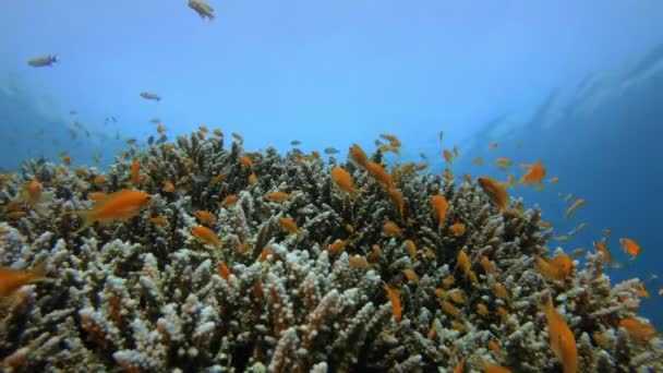 Barevných tropických korálových útesů — Stock video