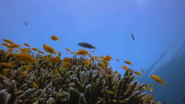 Coloridos peces tropicales y corales — Vídeo de stock