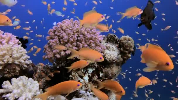 五颜六色的热带鱼海景 — 图库视频影像