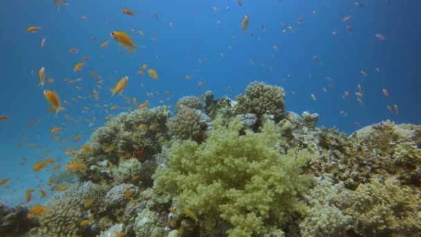 Korálové útesy mořský život — Stock video
