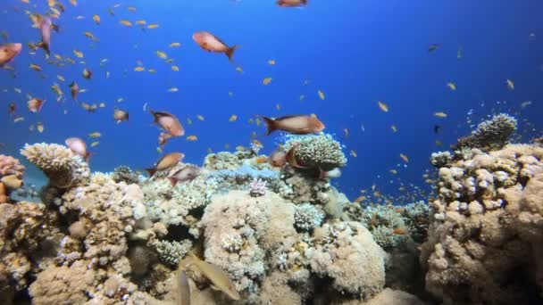 Mercan Kayalıkları Deniz Burnu — Stok video