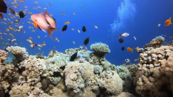 Korallenlandschaft mit Taucher — Stockvideo