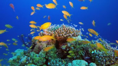 Scalefin Anthias ve Mavi-Yeşil Balık