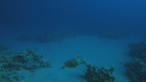 Tortuga marina roja — Vídeo de stock