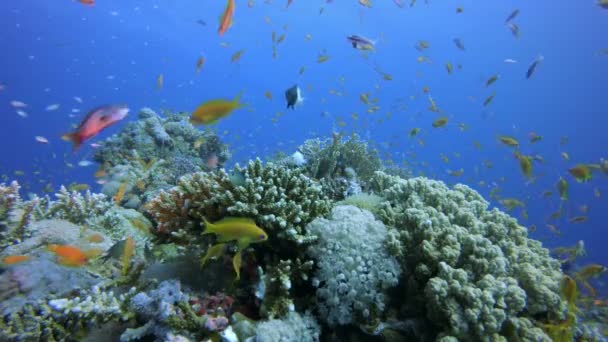 Риф коралових сцени — стокове відео