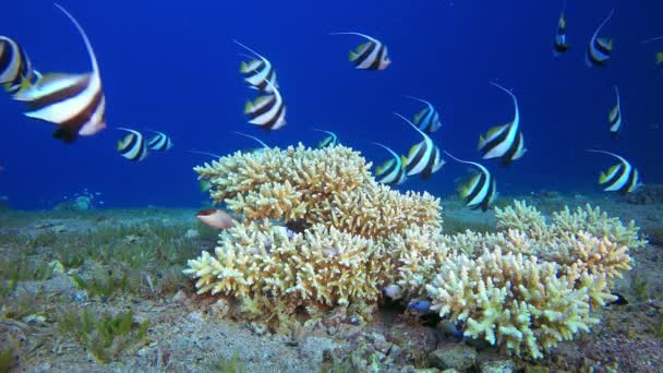 Red Sea Banner-fish — Videoclip de stoc