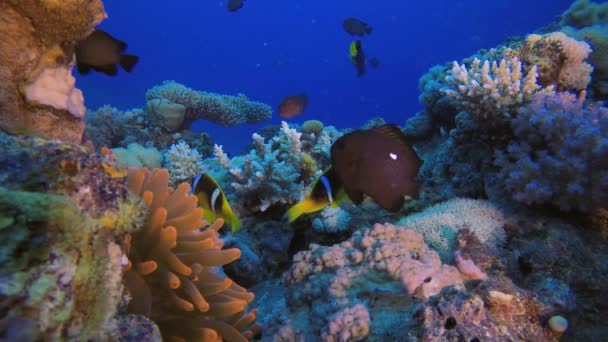 Anémone de la mer Rouge et poisson-clown — Video