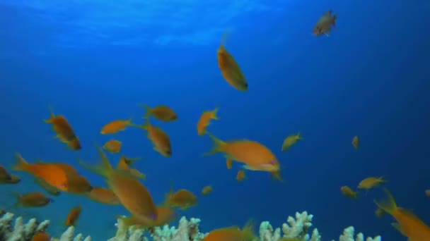 Cena de coral de recife — Vídeo de Stock