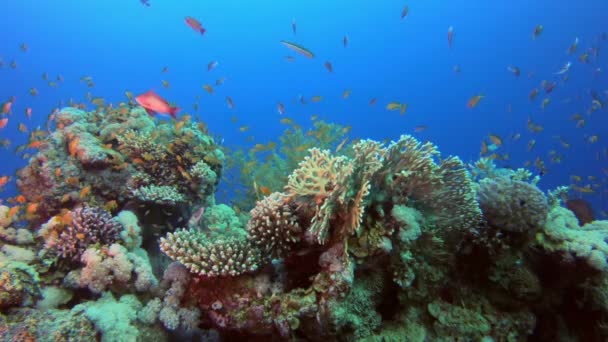 Escena de coral de arrecife — Vídeos de Stock
