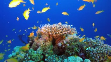 Tropikal Mavi-Yeşil Kromlar